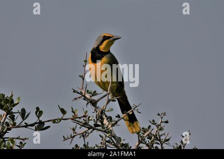 Bokmakierie Bushshrike (Telophorus zeylonus) at  Addo Elephant National Park, Eastern Cape, South Africa Stock Photo