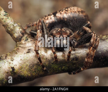 Walnut Orb-weaver spider (Nuctenea umbratica) resting on tree branch. Tipperary, Ireland Stock Photo