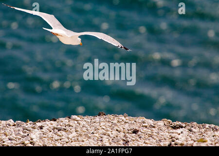 active,activity,area,air,advance,Seagull, The Needles, Isle of Wight, England, UK, West Wight Stock Photo