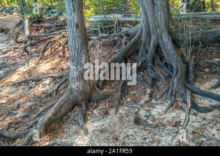 Trees with roots exposed on the shoreline holding on from erosion caused by drought at the lake in early fall Stock Photo