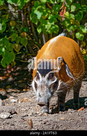 Red River Hog Stock Photo