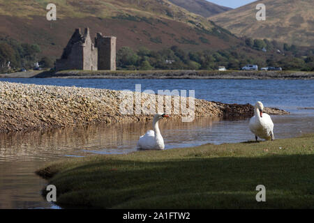swans at lochranza castle on arran