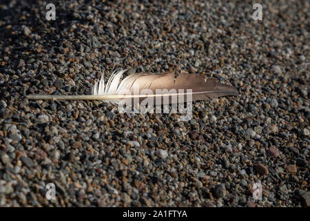 single birds feather on a beach Stock Photo