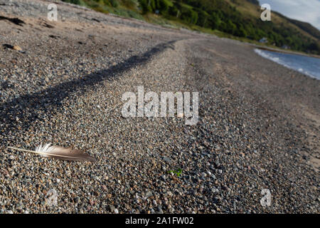 single birds feather on a beach Stock Photo