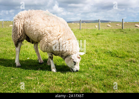 Sheep grazing in a fenced grassy field on a sunny spring day Stock Photo