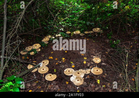 Edible Mushrooms porcini (boletus edulis) or parasol mushroom (Macrolepiota procera or Lepiota procera)  Growing Around Anthill in Autumn Forest Stock Photo