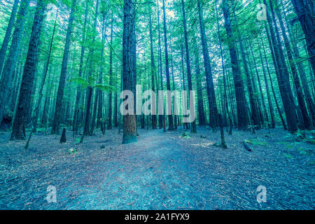 Retro effect image inside forest at Whakarewarewa Redwood Forest in Rotorua New Zealand. Stock Photo