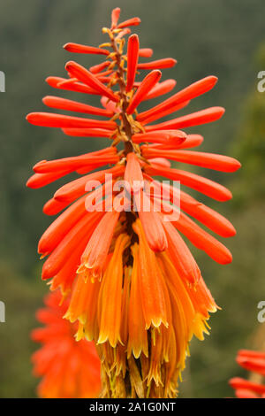 tropical flowers and plants in the Andean valley of Cocora, province of Quindio, Colombia Stock Photo