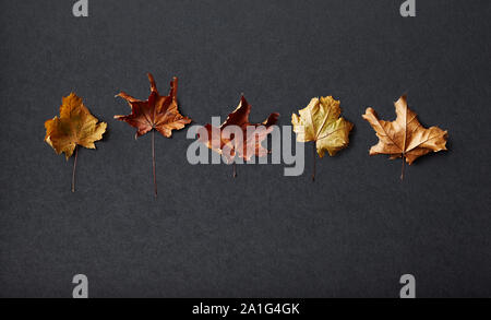 Fall Maple Leaves on black background; dried Stock Photo