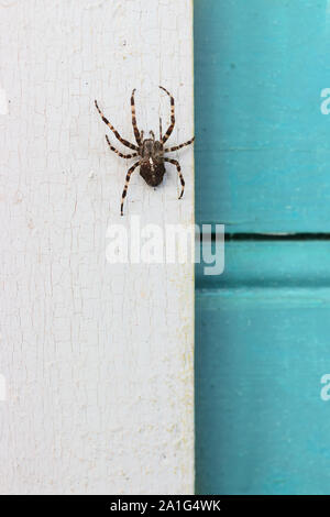 Big spider Araneus diadematus  at  a rural home