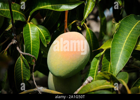 mongo fruit hanging on tree - mongo fruits Stock Photo