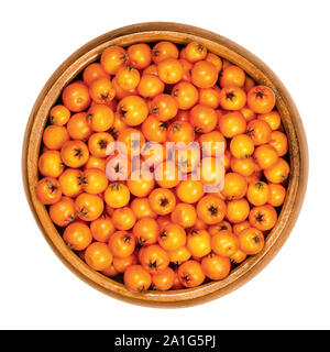 European rowan fruits in wooden bowl. Fresh ripe red seeds. Sorbus aucuparia, also mountain-ash. Fruits are used for jam or liqueur. Closeup. Stock Photo