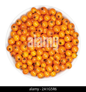 European rowan fruits in white bowl. Fresh ripe red seeds. Sorbus aucuparia, also mountain-ash. Fruits are used for jam or liqueur. Closeup. Stock Photo