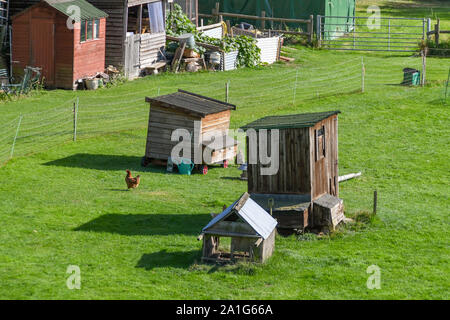 GLOUCESTERSHIRE, ENGLAND - SEPTEMBER 2019: Free range chickens in an enclosure on a small farm in Gloucestershire. Stock Photo