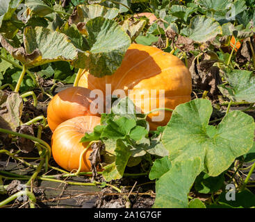 Pumpkins ready for harvesting in early autumn in an English country vegetable garden UK Stock Photo