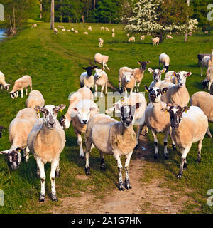 Sheep on the banks of the River Tweed near Peebles, Scotland Stock Photo