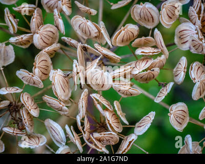 Seed capsules on umbels of hogweed Heracleum sphondylium - Derbyshire UK Stock Photo