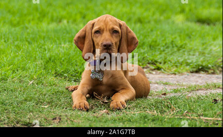 a brown puppy vizsla lying in the grass resting comfortably after playing in the backyard Stock Photo