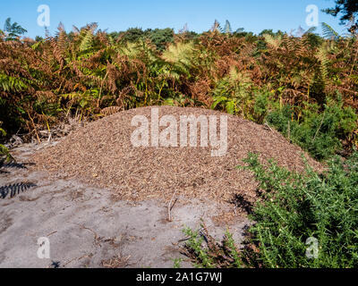Very large wood ant Formica rufa nest on open sandy heathland on the Arne peninsula near Poole in Dorset UK Stock Photo