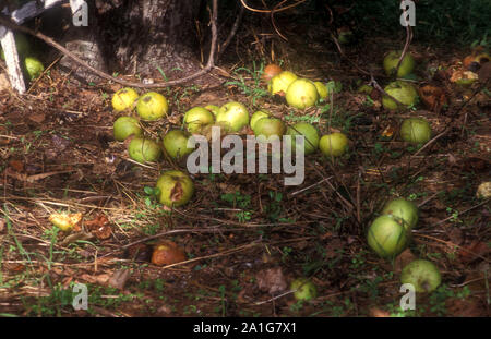 FALLEN GREEN APPLES LEFT TO DECAY ON THE GROUND AROUND THE APPLE TREE (MALUS). Stock Photo