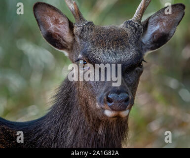 Young Sika deer Cervus nippon buck in woodland at the Arne reserve near Poole in Dorset UK Stock Photo