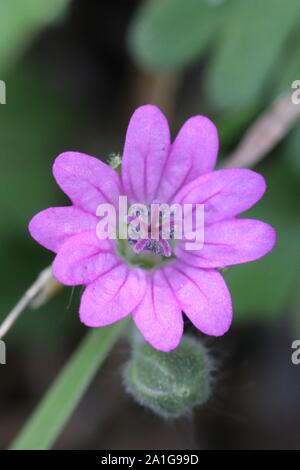 macro flower Stock Photo
