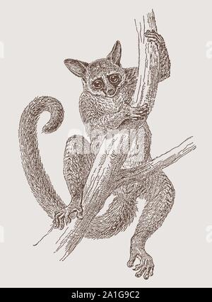 Senegal bushbaby (galago senegalensis) climbing on a tree. Illustration after an engraving from the 19th century Stock Vector