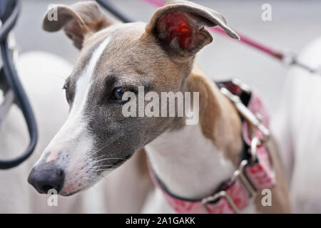 Closeup portrait of afghan greyhound dog head Stock Photo