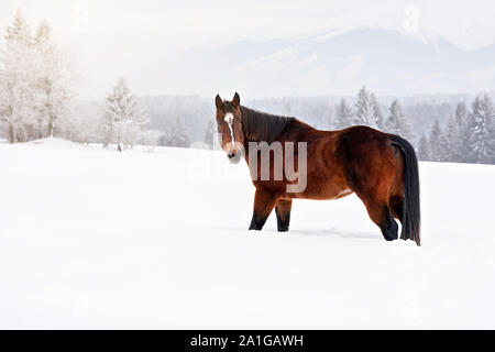 Dark brown horse with small white spot on head, walks on snow covered field, blurred trees and mountains in background Stock Photo