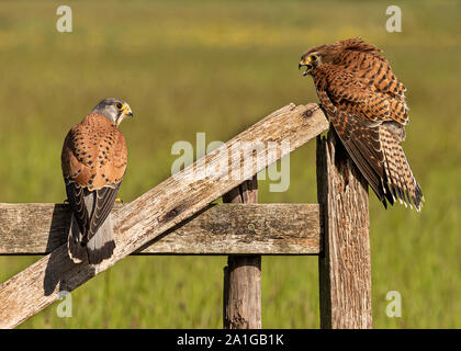 Wild Male and Female Kestrel perched on an old wooden gate in conversation with each other. Stock Photo