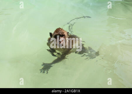 Small crab eating macaque monkey - Macaca fascicularis -swimming in shallow green sea near beach Stock Photo