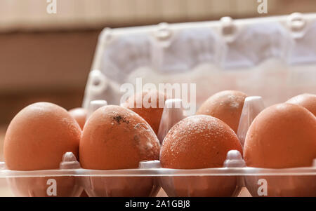 Closeup of black and white mildew growing on spoiled egg shells stored improperly in wet and cold environment for long time Stock Photo
