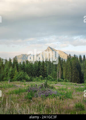 Forest meadow, trees and mount Krivan peak Slovak symbol in distance, lit by summer evening sun Stock Photo