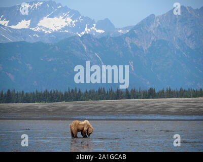 Brown Grizzly Bear Digging For Clams Katmai Alaska USA Stock Photo