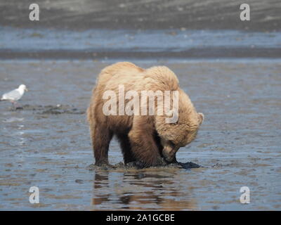 Brown Grizzly Bear Digging for Clams Katmai Alaska USA Stock Photo