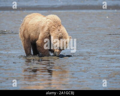 Brown Grizzly Bear Digging for Clams Katmai Alaska USA Stock Photo