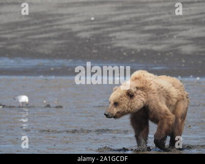 Brown Grizzly Bear Digging for Clams Katmai Alaska USA Stock Photo