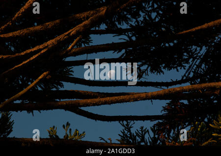 View of the moon surface through the branches of an araucaria Stock Photo