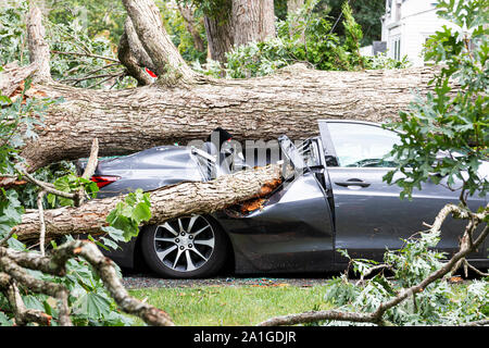 A car in the driveway has a tree fall on top of it and crush it during a summer storm in Babylon New York. Stock Photo