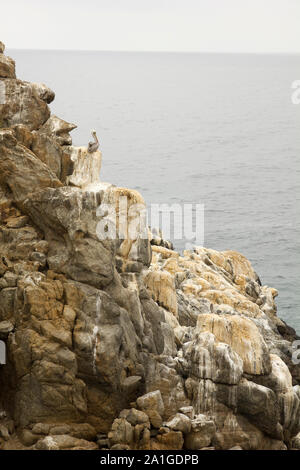 Sea cliff covered by guano at Arica coast, Chile Stock Photo