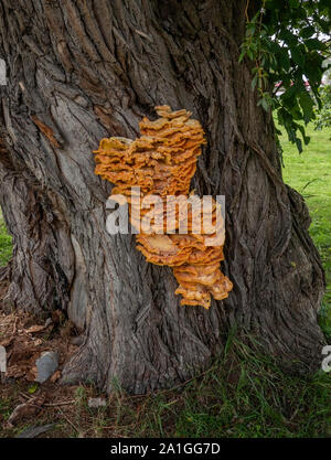 Huge Fungus Grown on Tree Stock Photo