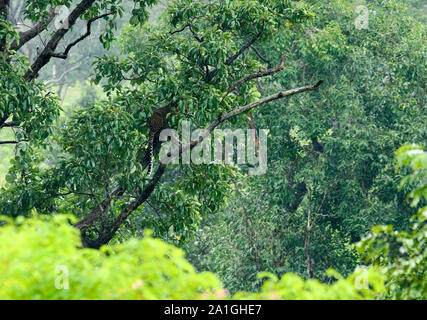 The leopard is elusive, solitary, and largely nocturnal. its ability in climbing, and has been observed resting on tree branches during the day, Stock Photo