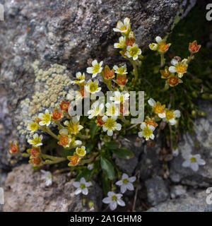 Alpine wild flower Saxifraga exarata (White Musky Saxifrage) at the end of flowering. Top view. Aosta valley, Italy Stock Photo
