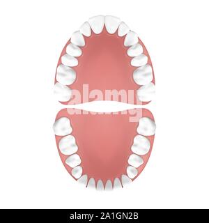 Vector 3d Realistic Teeth, Upper and Lower Adult Jaw, Top View. Anatomy Concept. Orthodontist Human Teeth Scheme. Medical Oral Health. Design Template Stock Vector