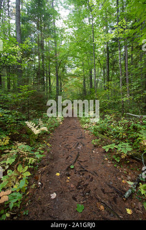 Forest on Barron Canyon trail in Algonquin Park in early autumn Stock Photo