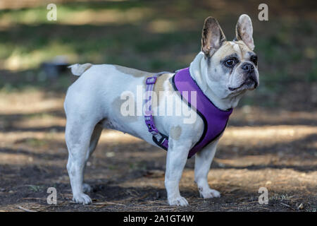 Curious Pied Female Frenchie. Stock Photo