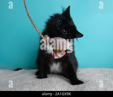 White Black Cat Wearing Flower Bow Tie Pink Mouse Toy String Portrait Pet Cute Costume String Fluffy Funny Stock Photo