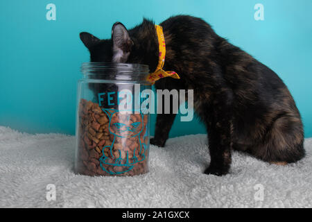Funny Tortoiseshell Cat Wearing Bow Tie Orange Flowers Eating Treats Cookie Jar Portrait Pet Cute Costume String Fluffy Stock Photo