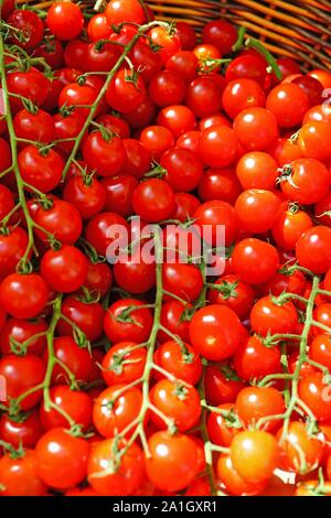 Branches of colorful tomatoes at the farmers market Stock Photo - Alamy