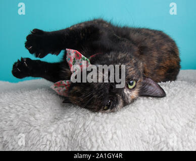 Tortoiseshell Cat Wearing Bow Tie Pink Flowers Rolling Portrait Pet Cute Costume Fluffy White Blue Background Lying Down Sideways Rolling Silly Collar Stock Photo